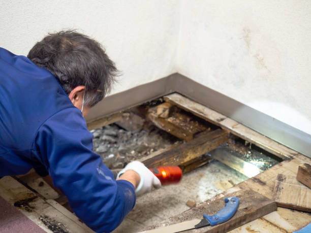 Best Professional Mold Removal  in Sa Conejo, CA