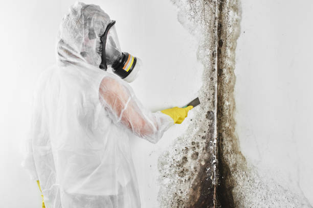 Best Toxic Mold Removal  in Sa Conejo, CA