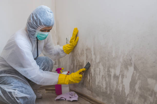 Best Black Mold Removal  in Sa Conejo, CA